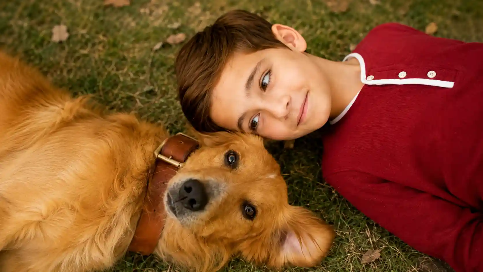 Did Bailey Have in A Dog's Purpose