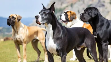 Biggest Dog Breed