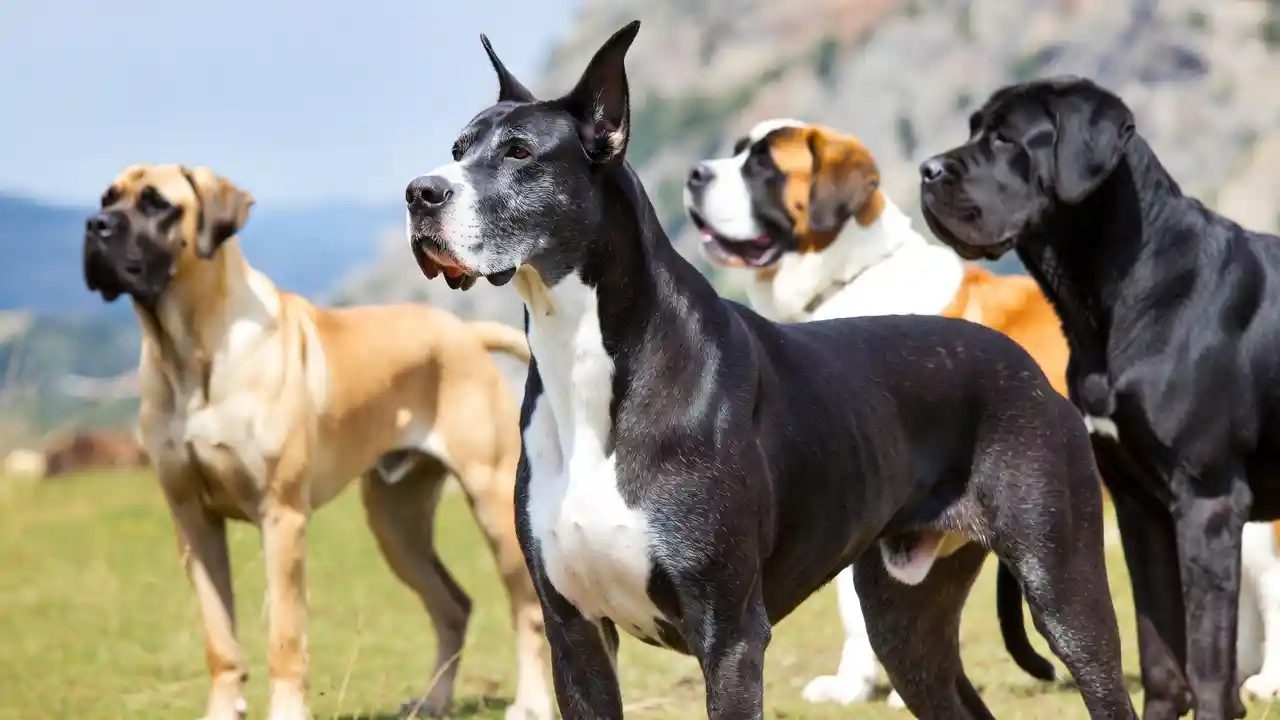Biggest Dog Breed