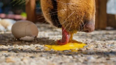 Pet Eggs