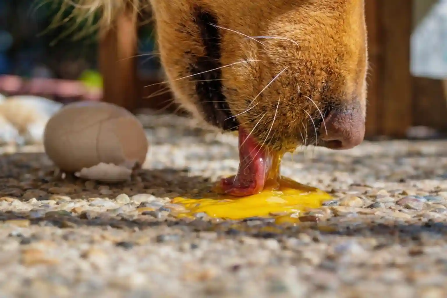 Pet Eggs