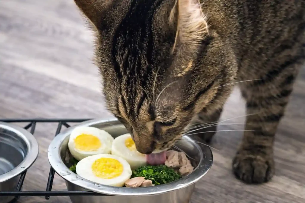 Pet Eggs