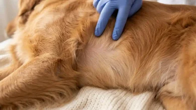 Dog Skin