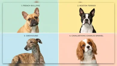 Dog Breeds