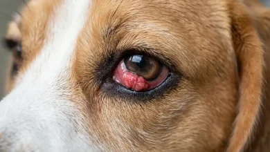 Dog Has Growth on Eyelid