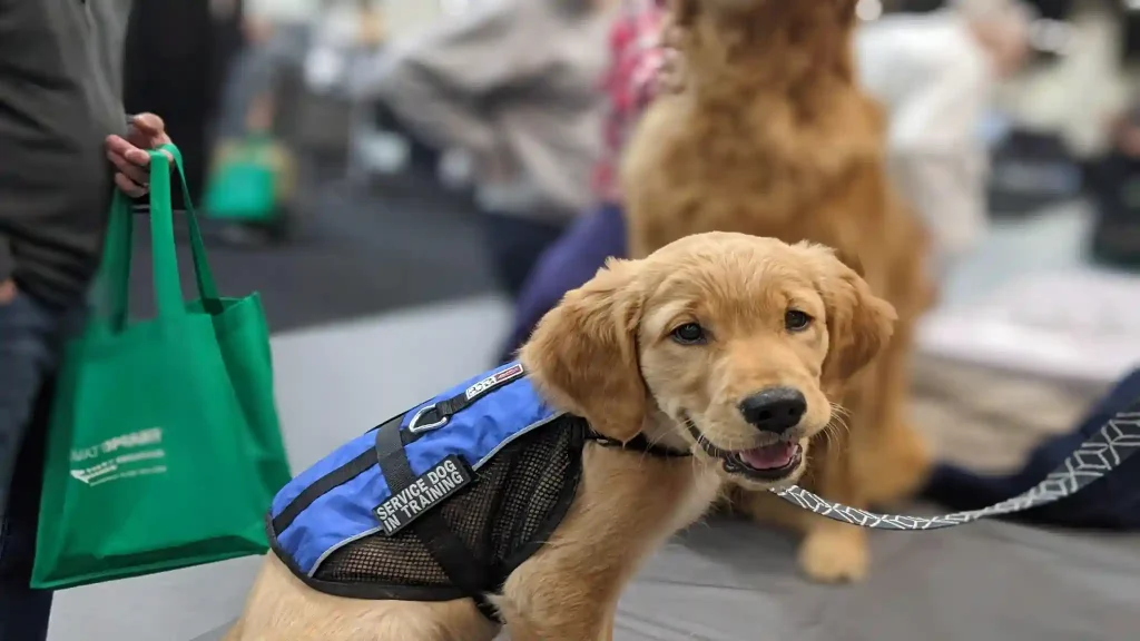 Pet Training Near Me