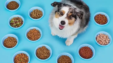 Dry Dog Food