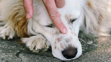 Dog Growth