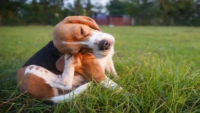 My Dog Itching So Much