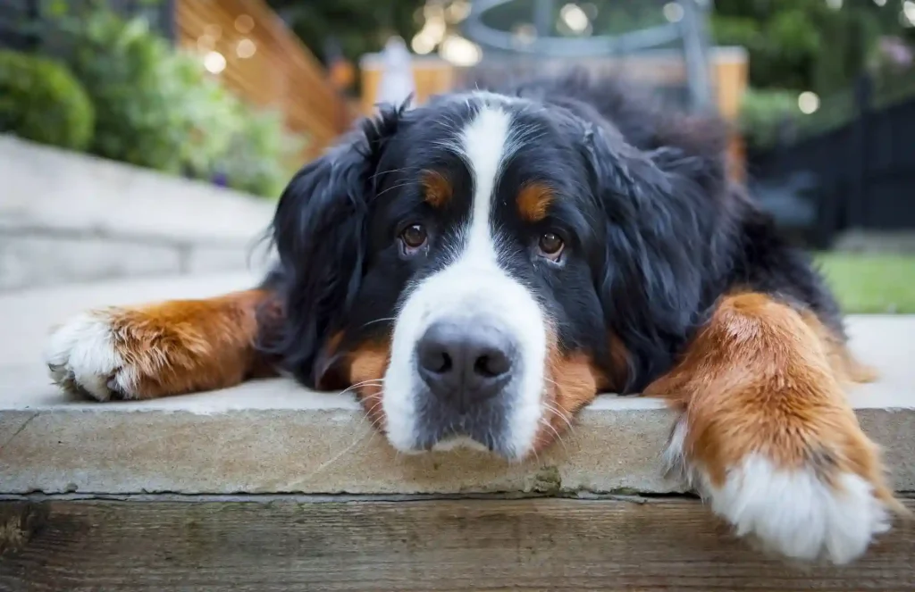 Large Breed Puppies
