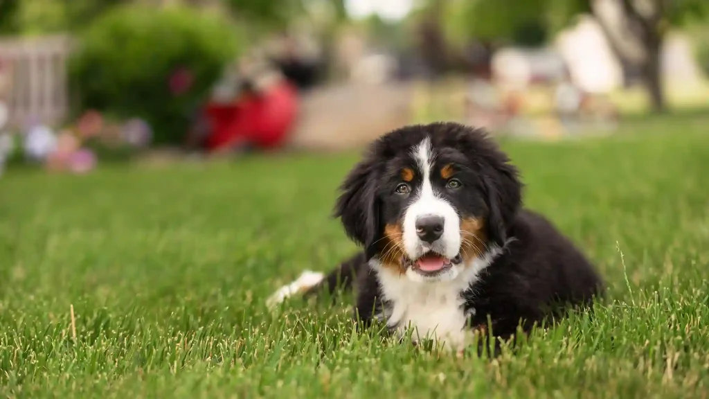Large Breed Puppies