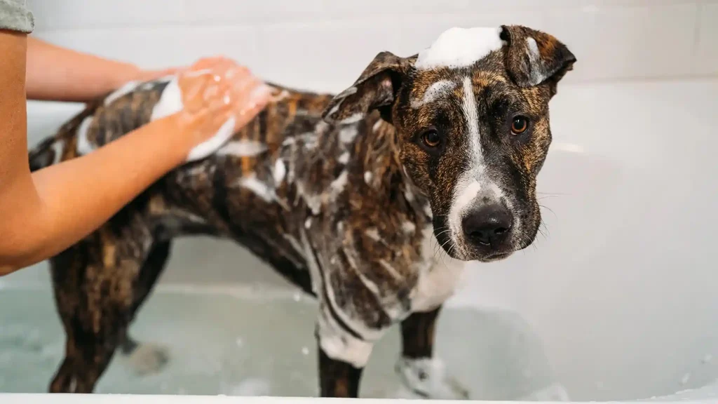 Dog Shampoo for Itchy Skin