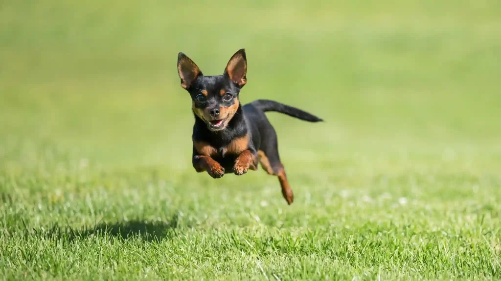 Small Dogs
