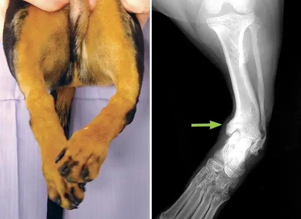 Dog Growth Leg