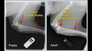 Dog Growth Plates