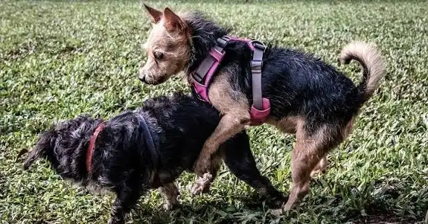 Dog Period