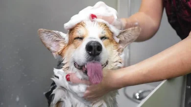 Dog Grooming Tips