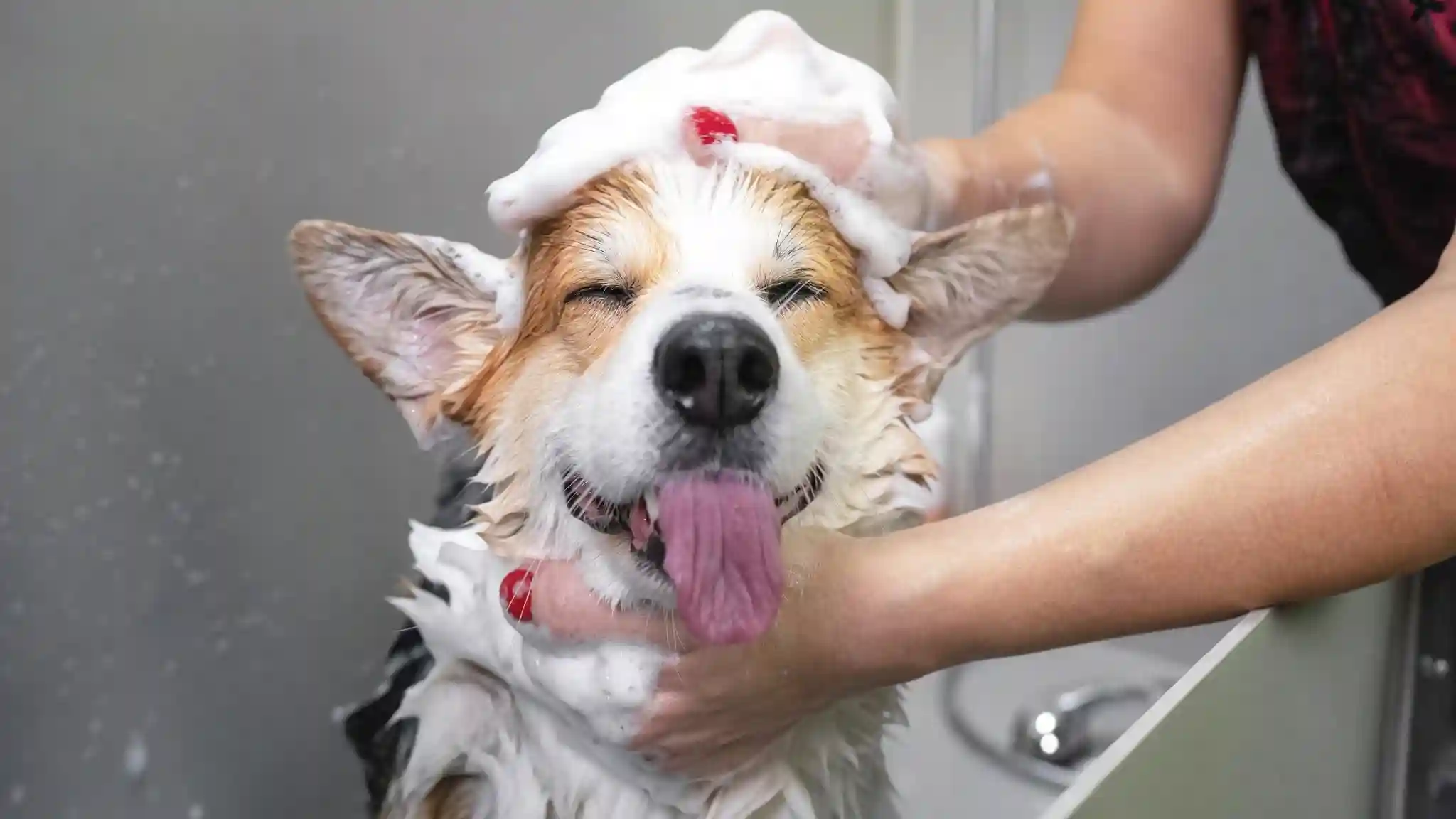 Dog Grooming Tips