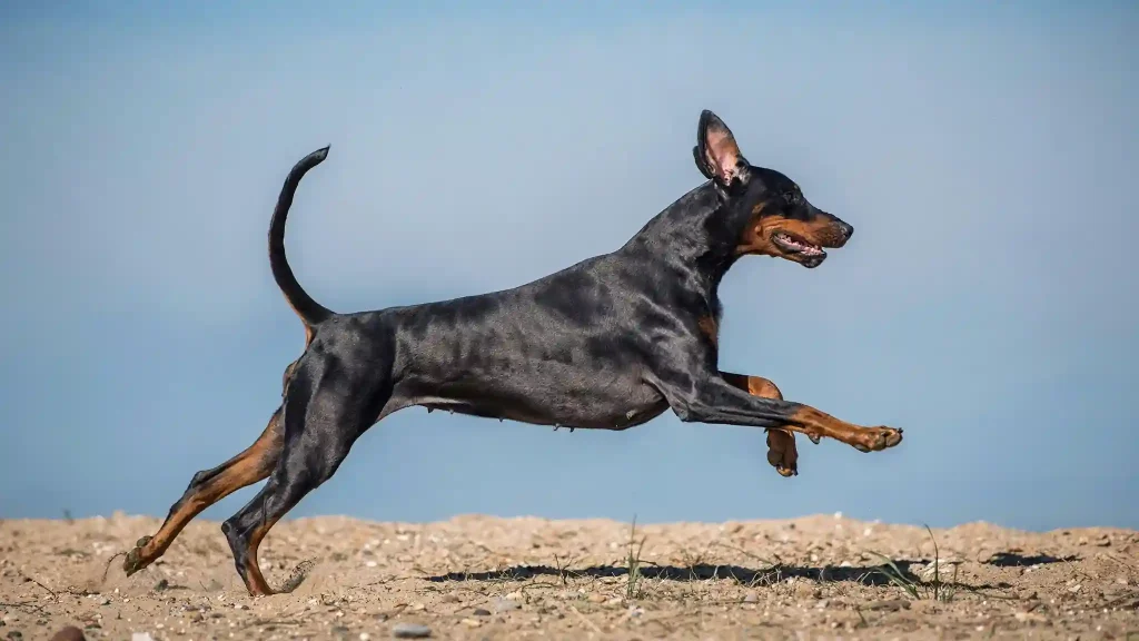 Smartest Dog Breed