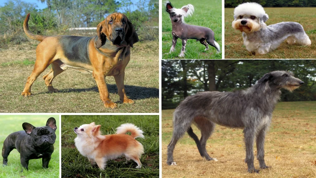 Dog Breeds