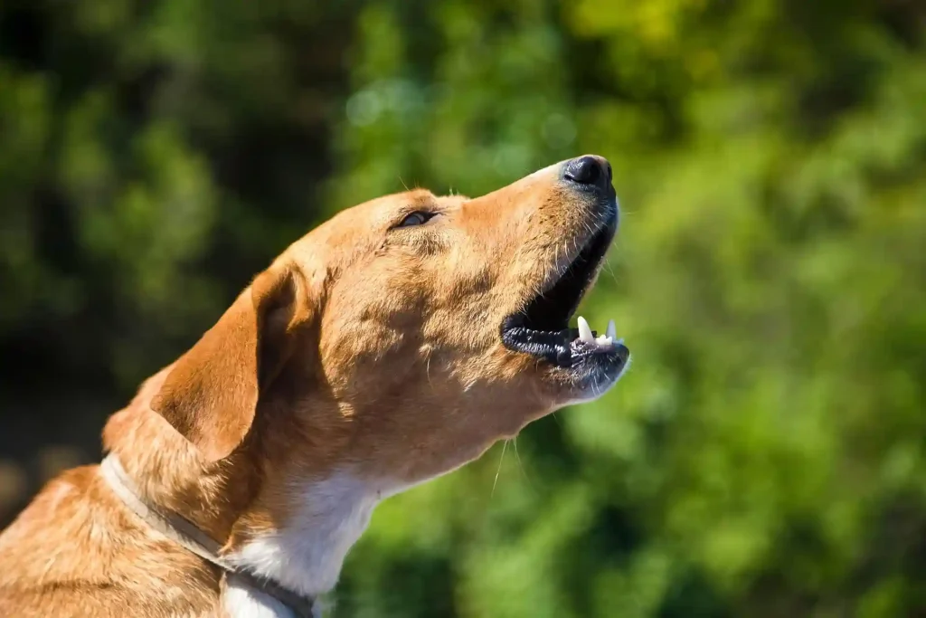 Stop Excessive Dog Barking