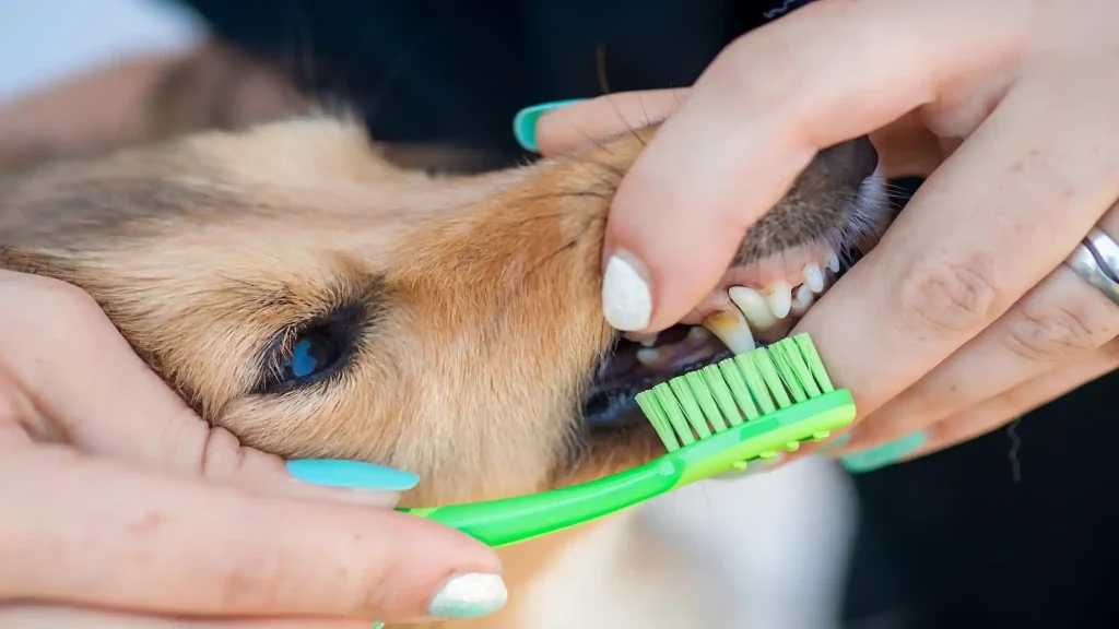 Dog Dental Care at Home