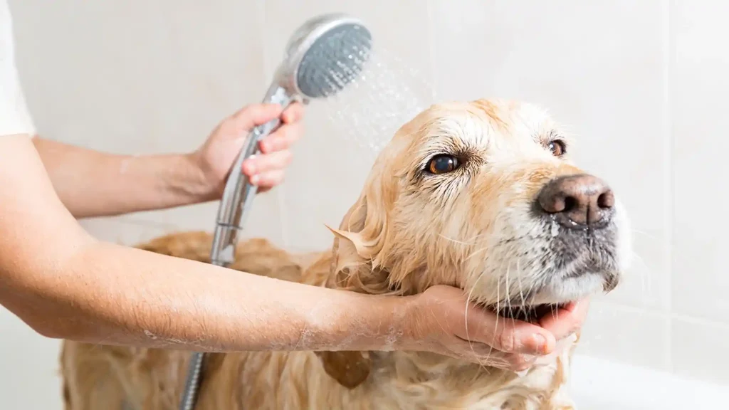 Dog Shampoo for Itchy Skin