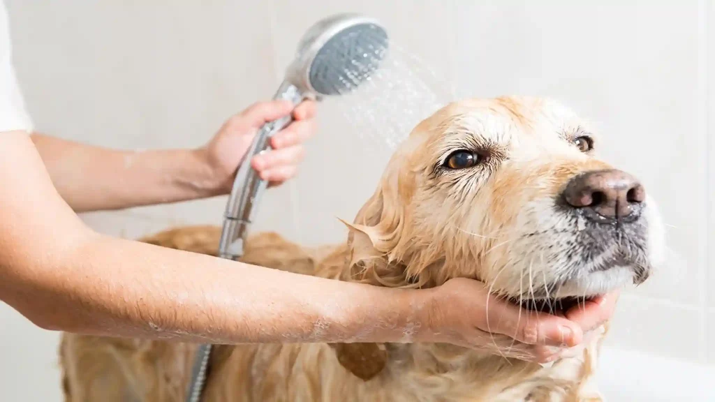 Dog Grooming Tips