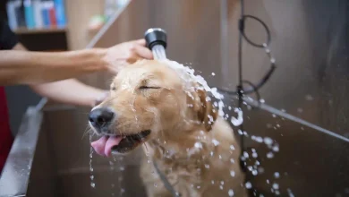 Dog Grooming