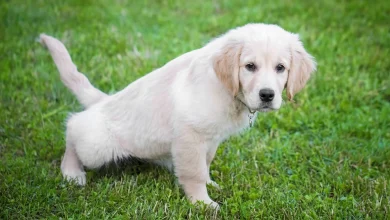 Potty Train a Puppy