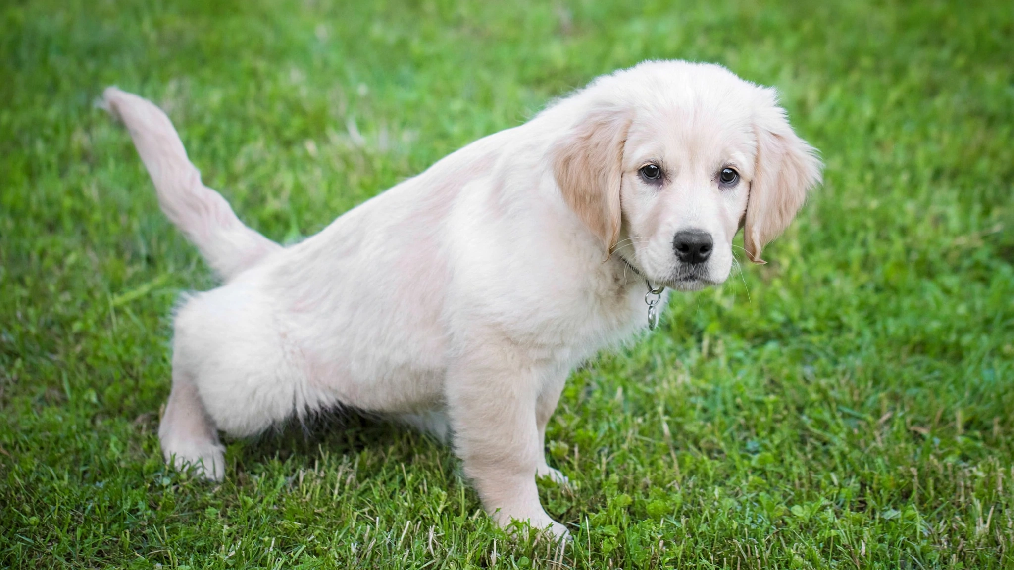 Potty Train a Puppy