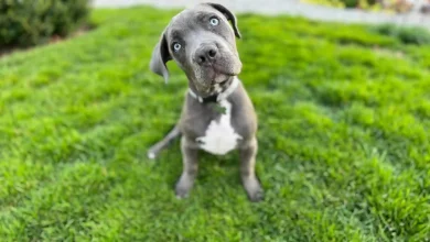 Large Breed Puppies