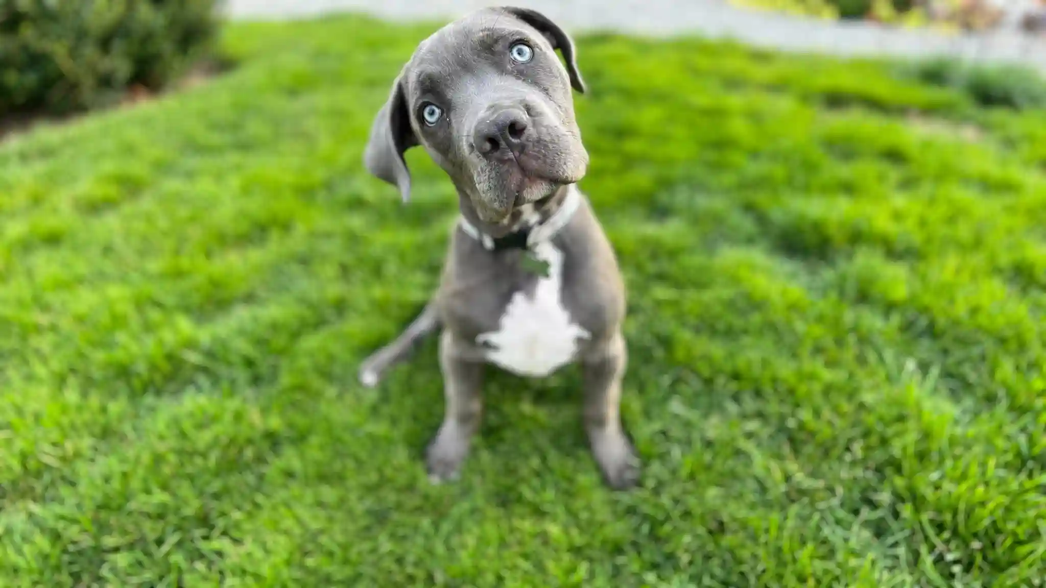 Large Breed Puppies