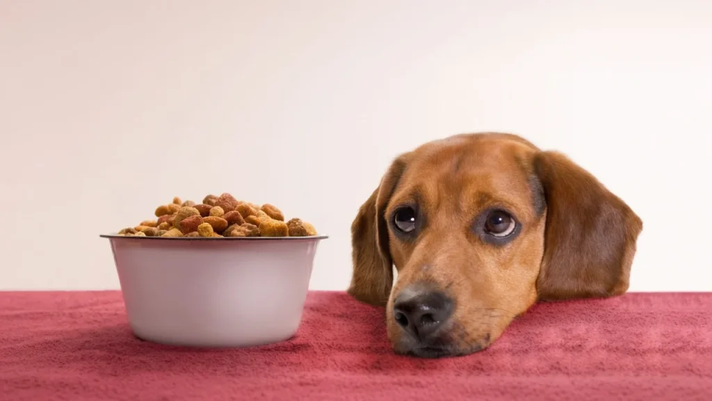 Pet Nutrition