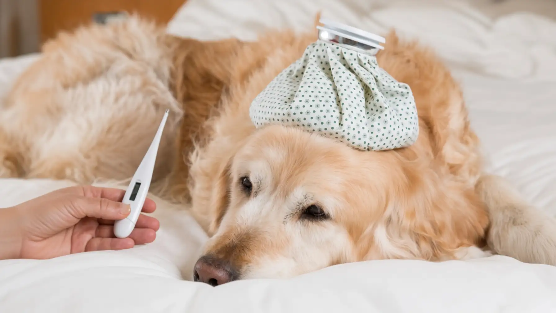 dog-fever