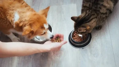 Pet Nutrition