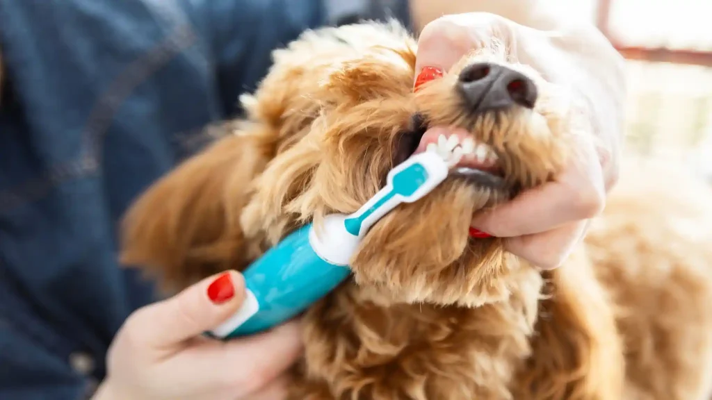Dog Dental Care at Home