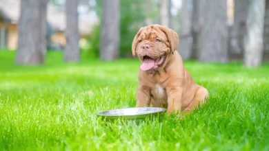 Advance Puppy Growth