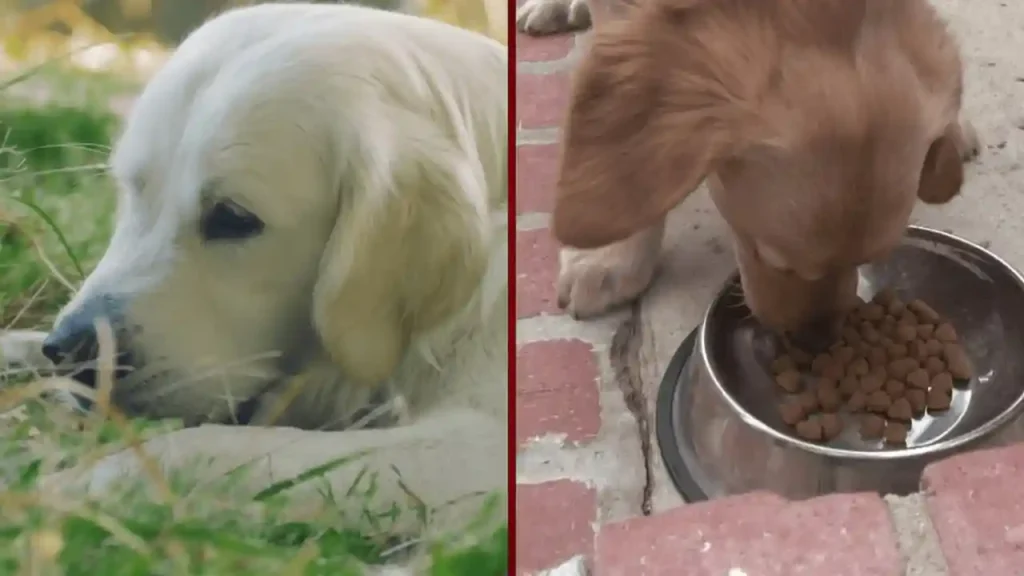 Pet Nutrition