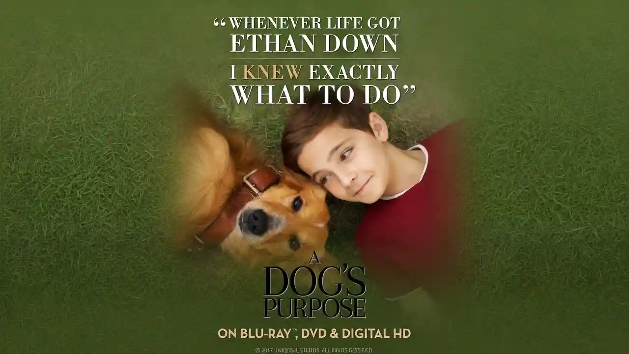 Did Bailey Have in A Dog's Purpose