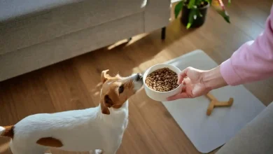 Advance Puppy Plus Growth Large Breed