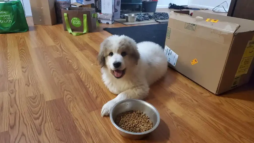 Advance Puppy Plus Growth Large Breed