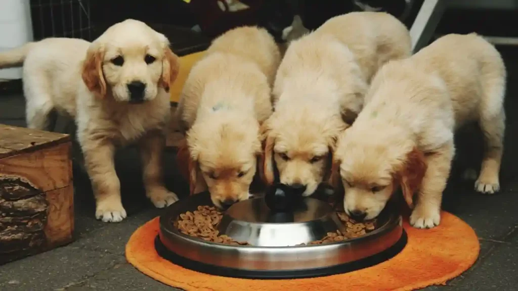 Advance Large Breed Puppy 15kg