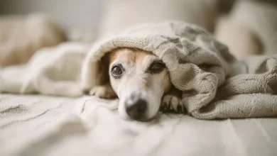 Does Dog Food Cause Cancer