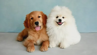 Dog Names