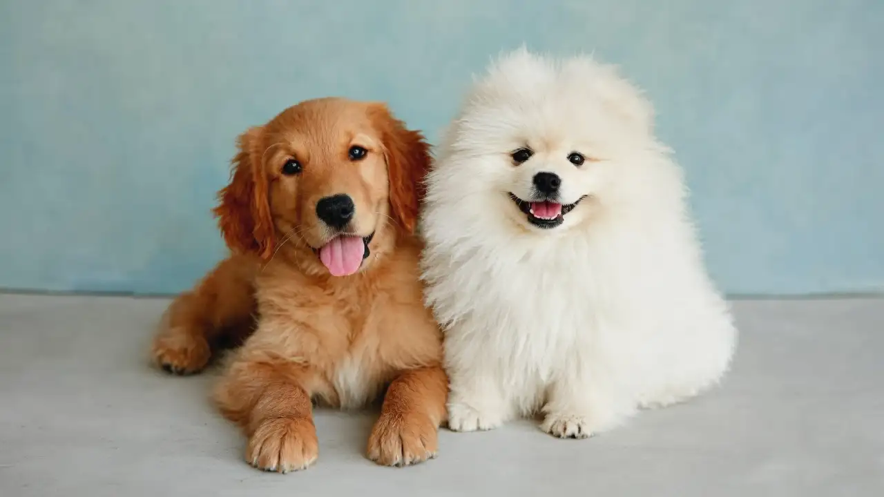 Dog Names