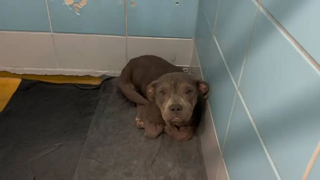 Dog Rescue Near Me