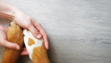 Dog Insurance