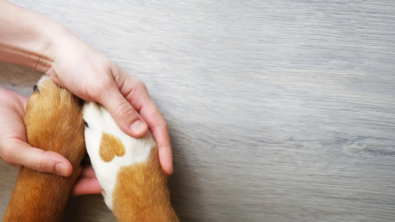 Dog Insurance