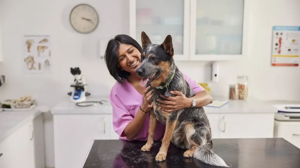 Dog Insurance
